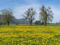 Bäume mit Misteln hinter Löwenzahnwiese bei Staudach-Egerndach